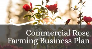 commercial rose farming business