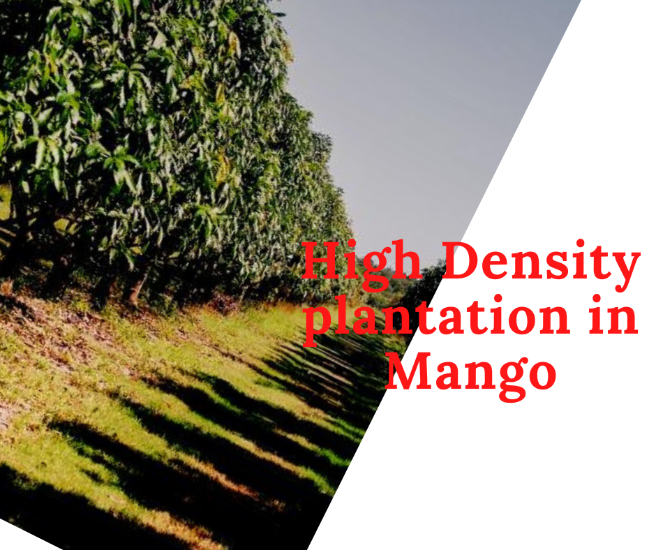 high density mango farming