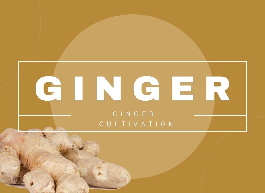 ginger cultivation