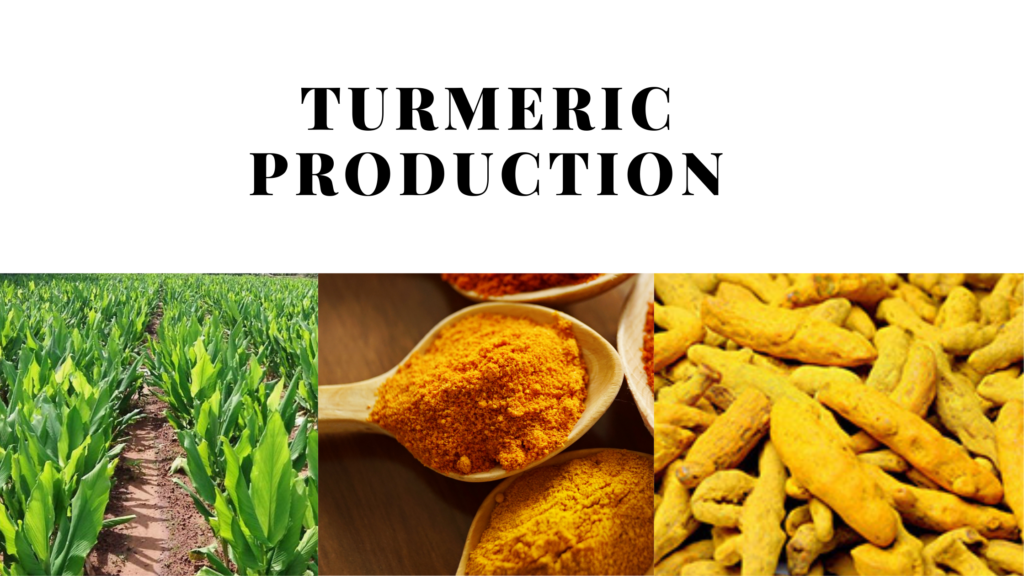Turmeric production area in pakistan