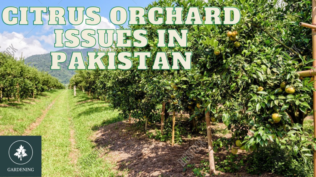 citrus orchard managment