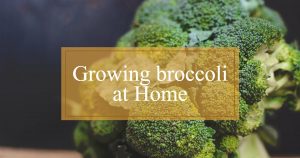 broccoli heads