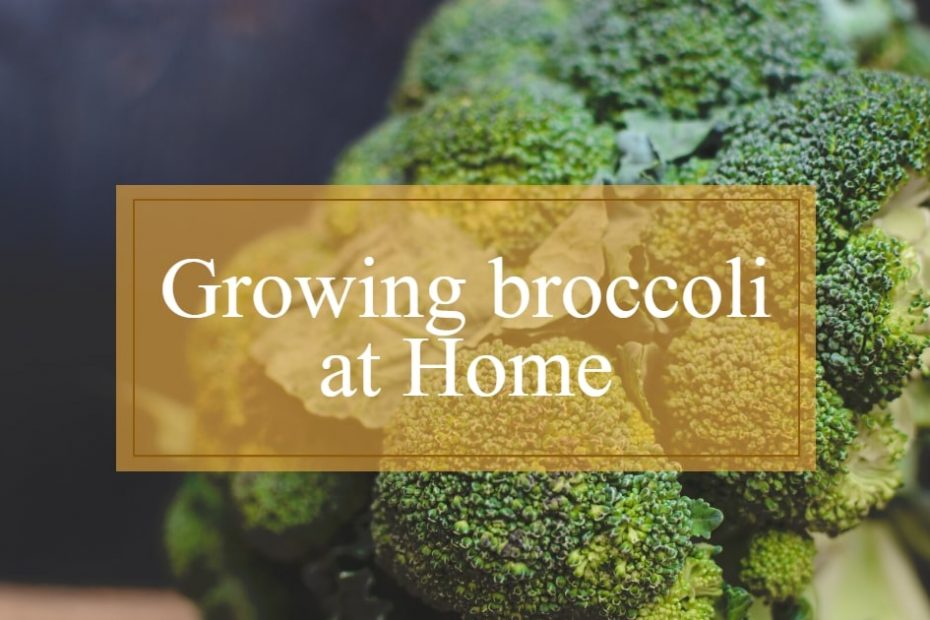 broccoli heads