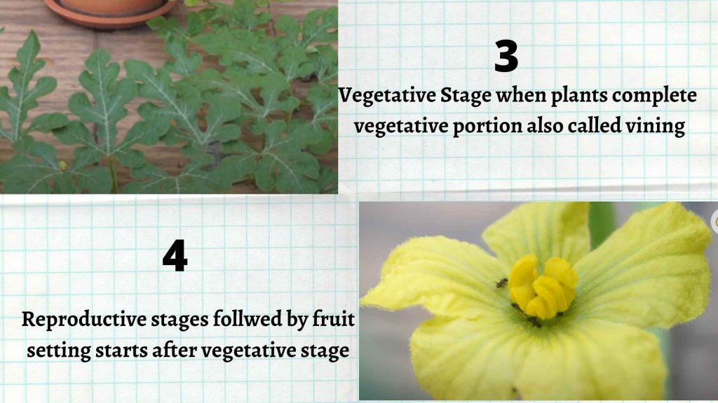 Watermelon growing stages
