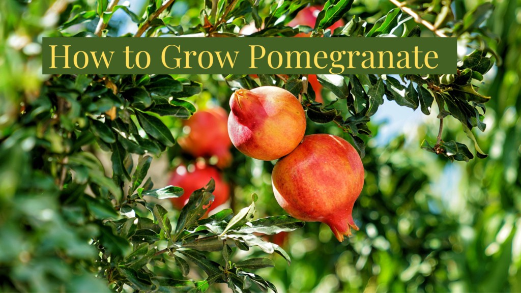 How to grow pomegranate from seed