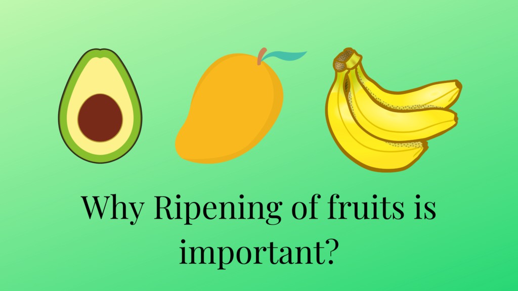 Ripe Meaning 