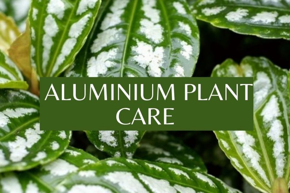 Aluminium plant care