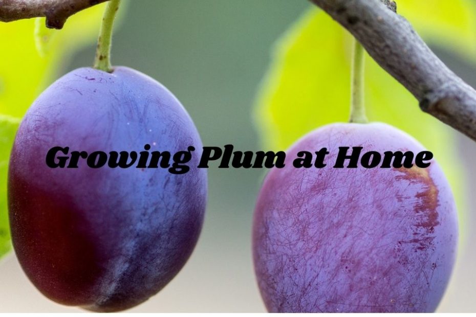 plum seed