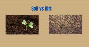 soil vs dirt