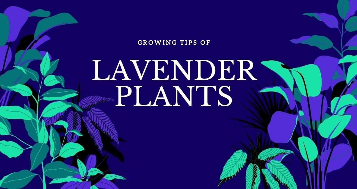 lavender plant growing tips