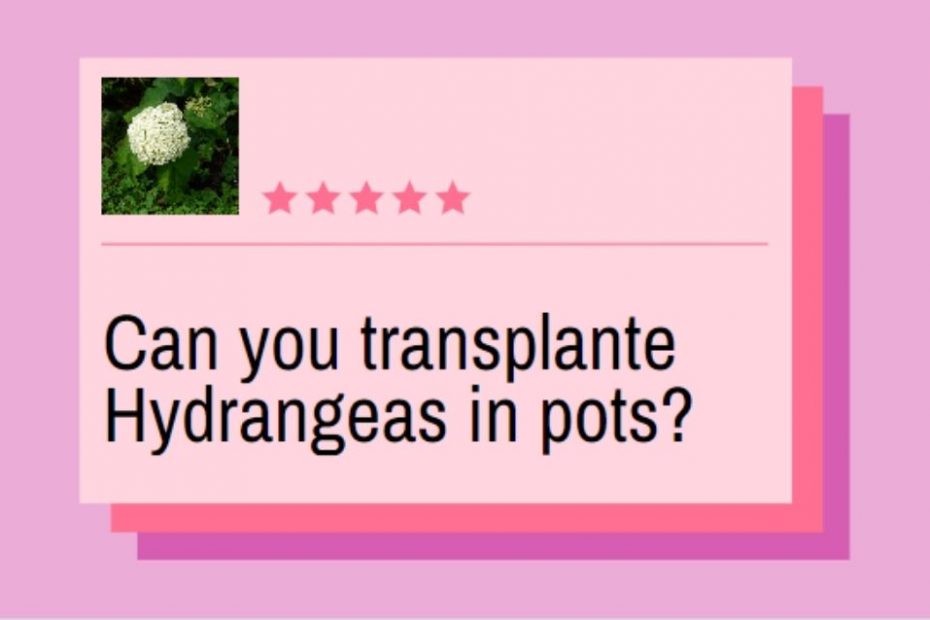 transplant hydrangeas