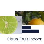 citrus fruit indoor