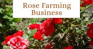 commercial rose farming business