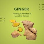 ginger farming in pakistan
